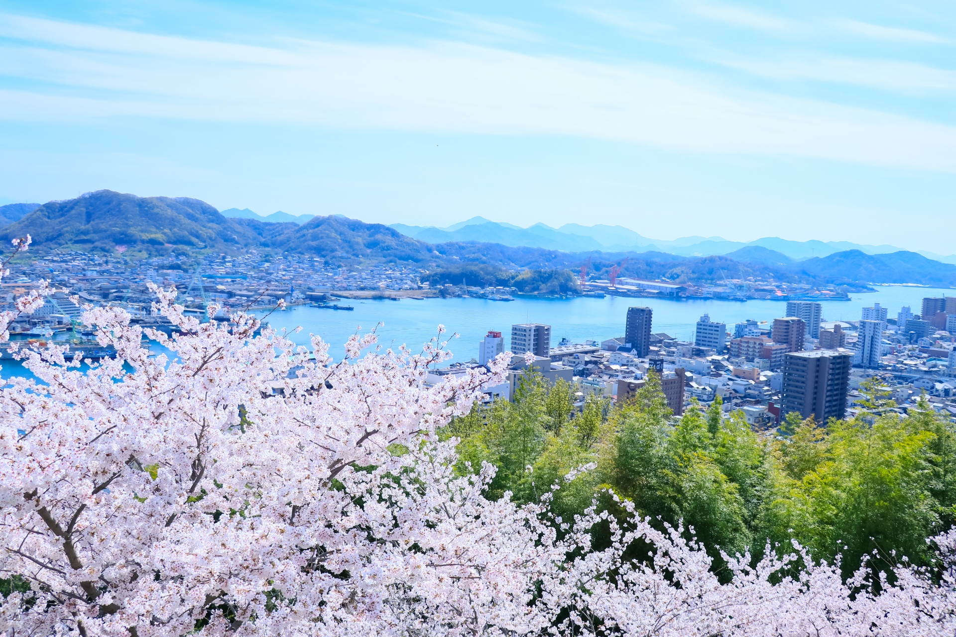 プロポーズにおすすめな桜のある高台から街を見下ろす風景