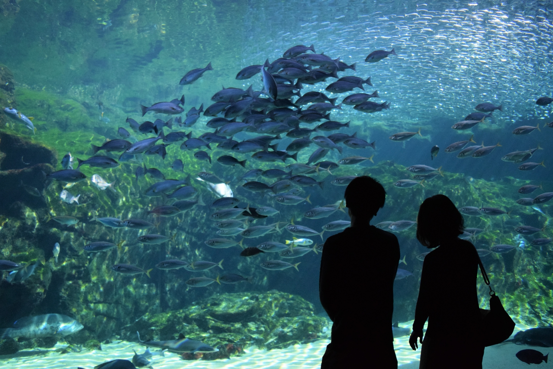 プロポーズで人気の江の島水族館