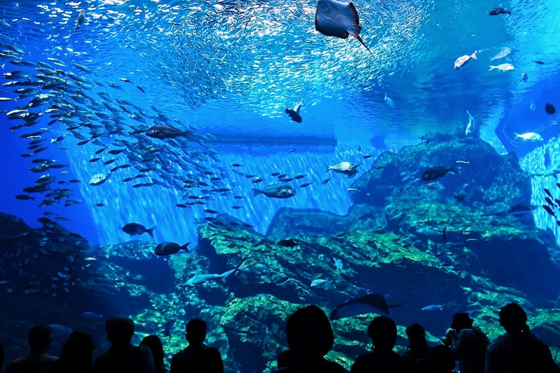 プロポーズで人気の水族館