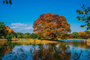 ウェディングフォトや結婚式の前撮りのスポットとして人気の昭和記念公園