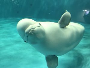プロポーズの場所として人気の島根県の水族館アクアスのベルーガ