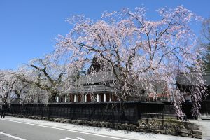 秋田県でプロポーズスポットとして人気の角館の武家屋敷通り