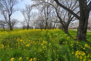 秋田県でプロポーズスポットとして人気の大潟村・桜と菜の花ロード
