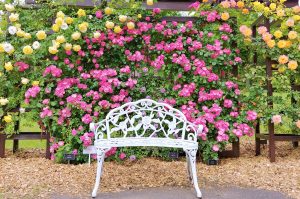 鳥取県のプロポーズスポットとして人気のとっとり花回廊