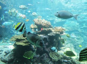 和歌山県のプロポーズスポットとして人気の串本海中公園