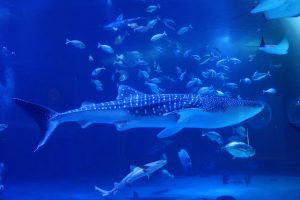 石川県のプロポーズスポットとして人気ののとじま水族館