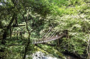 徳島県のプロポーズスポットとして人気の祖谷のかずら橋