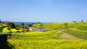 大分でプロポーズスポットとして人気の長崎鼻