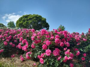 鹿児島県のプロポーズスポットとして人気の恋人の聖地　かのやばら園