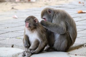大分でプロポーズスポットとして人気の高崎山自然動物園