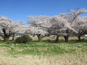 岩手でプロポーズスポットとして人気の展勝地公園