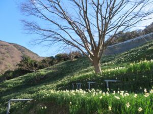 福井のプロポーズスポットとして人気の越前岬水仙ランド