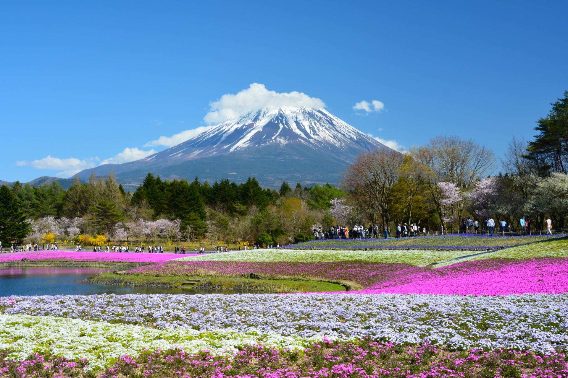 色とりどりの花畑と湖を前に、雄大な富士山が望める山梨県のプロポーズスポット