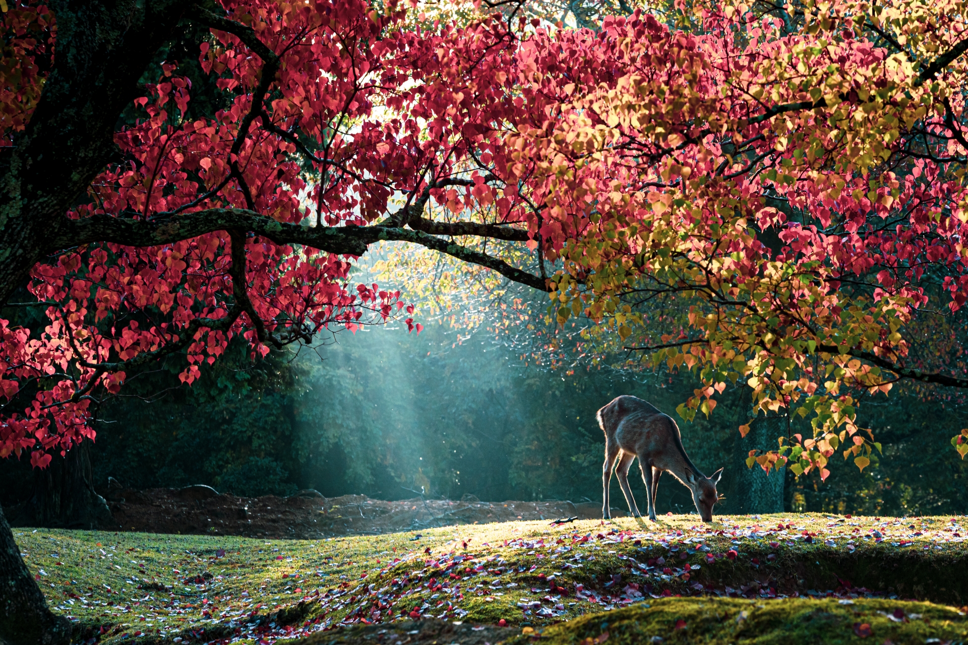 奈良の幻想的な紅葉と鹿