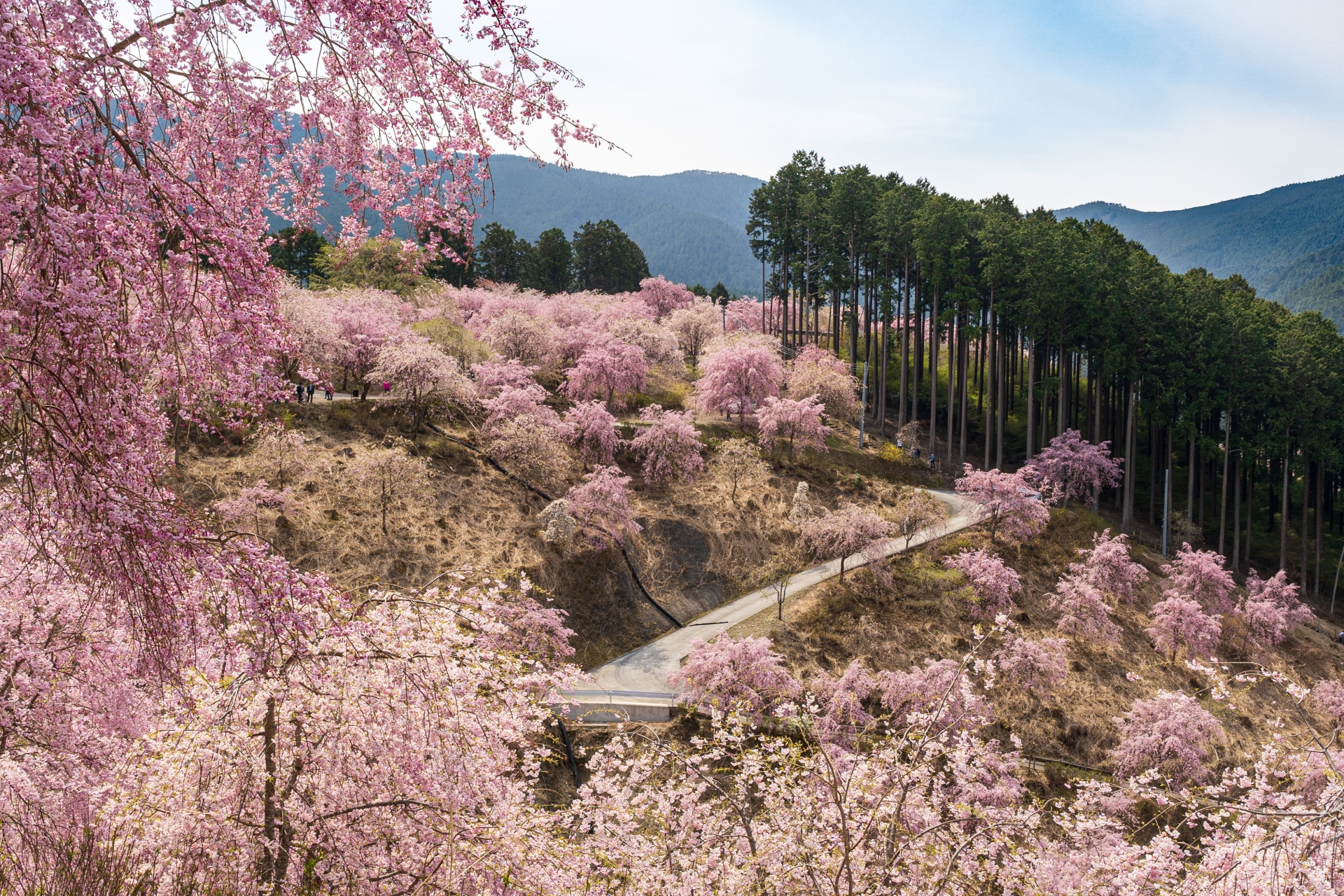 奈良県で人気の桜が美しいプロポーズスポット