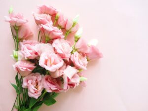 ピンク色のトルコキキョウ