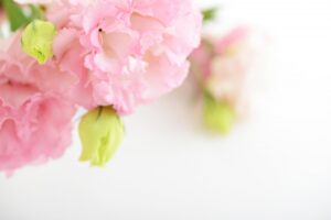 「永遠の愛」「優美」という花言葉を持つピンク色のトルコキキョウ