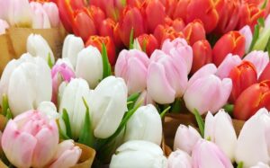 赤白ピンクのチューリップ　思いやりという花言葉を持つ