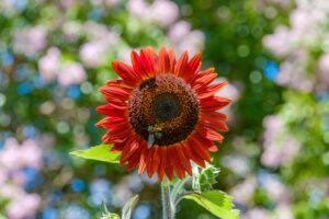 オレンジ色のヒマワリの花