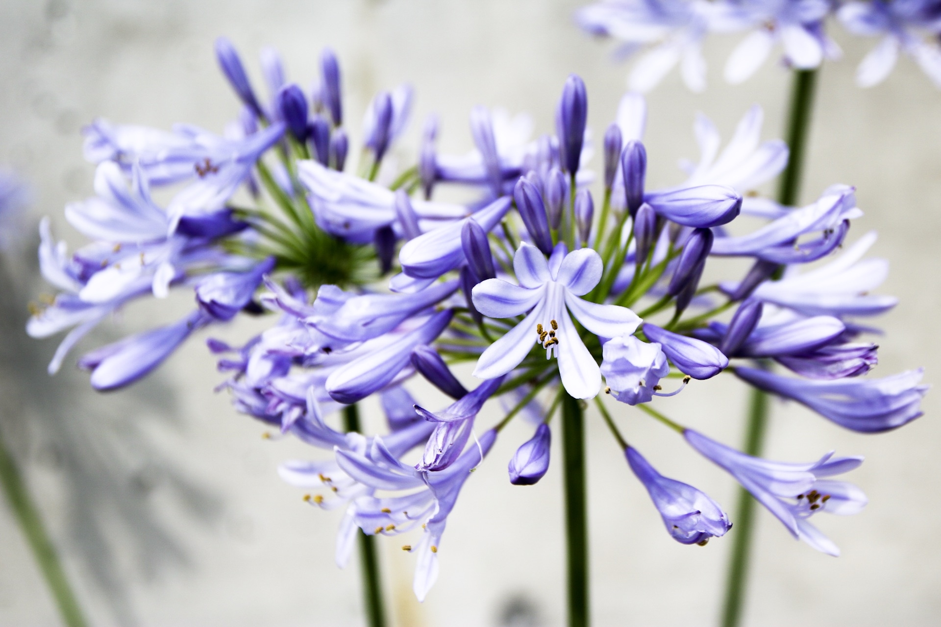 プロポーズのプレゼントに人気のアガパンサス