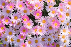 色や本数によって異なるマーガレットの花言葉