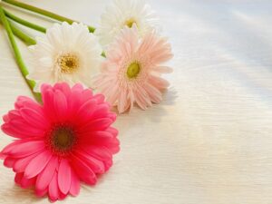 「希望」「前進」という花言葉を持つガーベラ