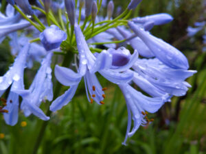 プロポーズのプレゼントに人気のアガパンサス