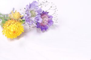 プロポーズのプレゼントの花として人気のヘリクリサム