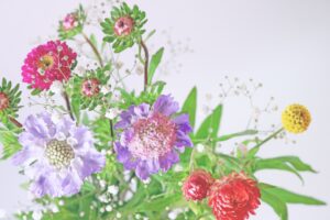 プロポーズのプレゼントの花として人気のヘリクリサムとスカビオサ、クラスペディアの花束