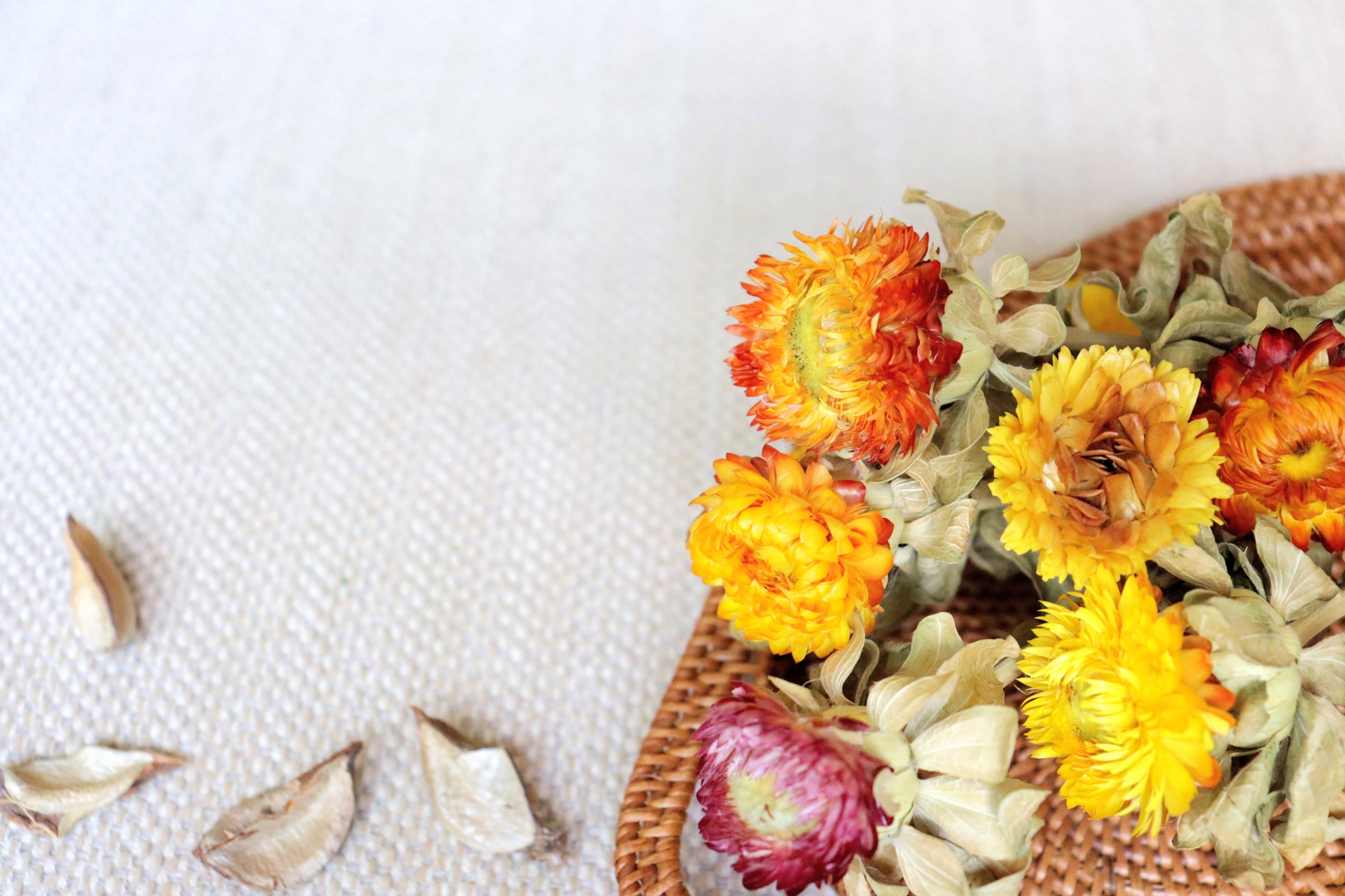 プロポーズのプレゼントの花として人気のヘリクリサム