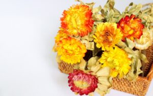 プロポーズのプレゼントの花として人気のヘリクリサム