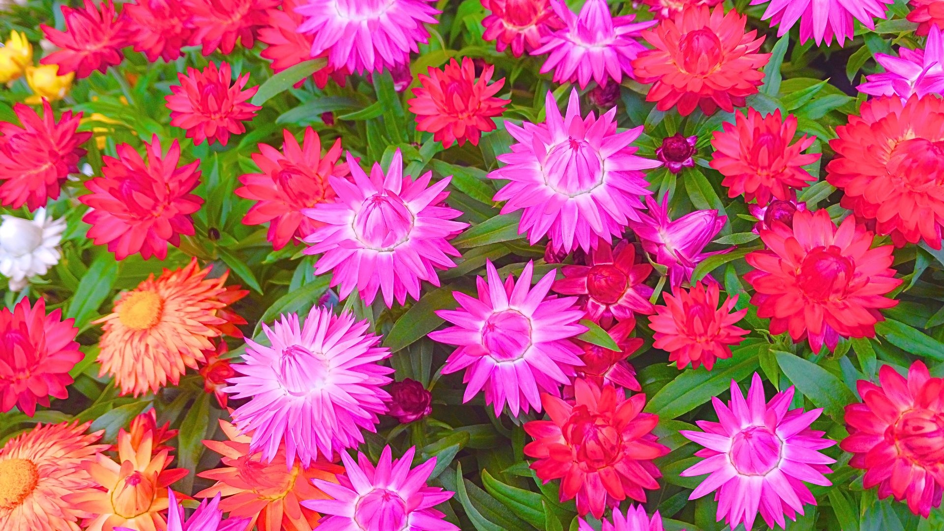 プロポーズのプレゼントの花として人気のヘリクリサム