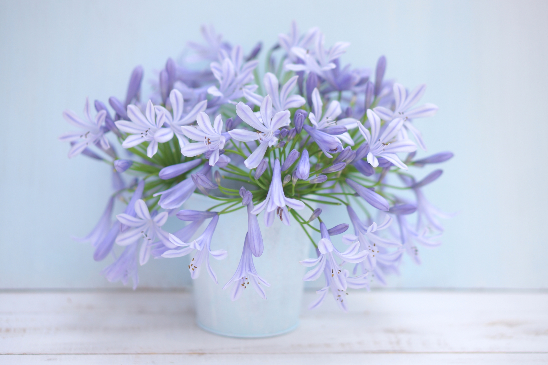 プロポーズのプレゼントに人気のアガパンサス