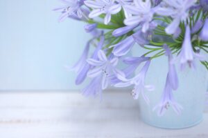 プロポーズのプレゼントに人気のアガパンサス