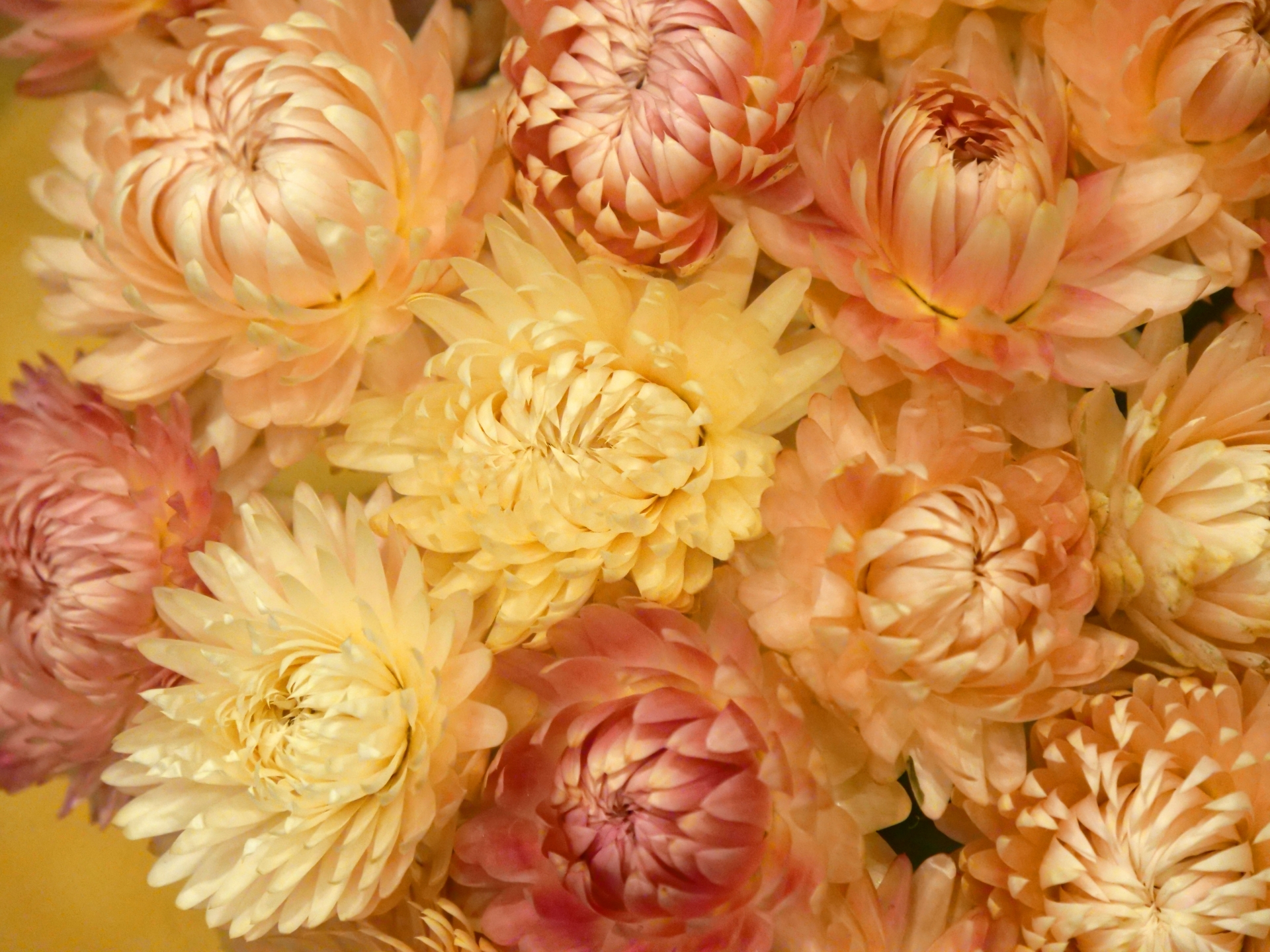 プロポーズのプレゼントの花として人気のヘリクリサム