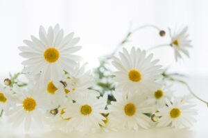 プロポーズのプレゼントに最適なマーガレット