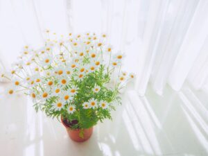 マーガレットの鉢植え
