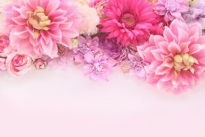 ピンク色のダリア