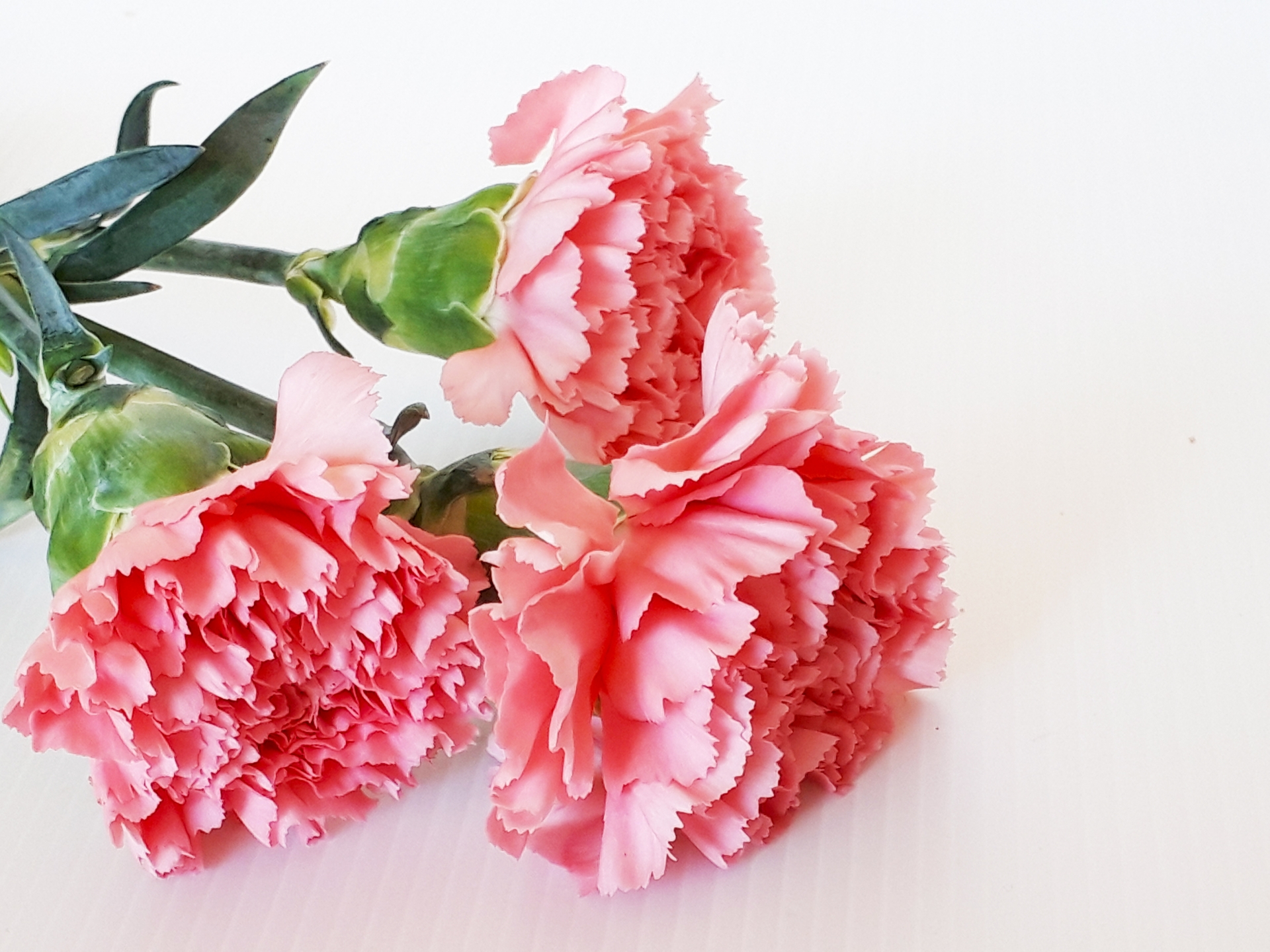 プロポーズのプレゼントとして人気のピンクのカーネーション