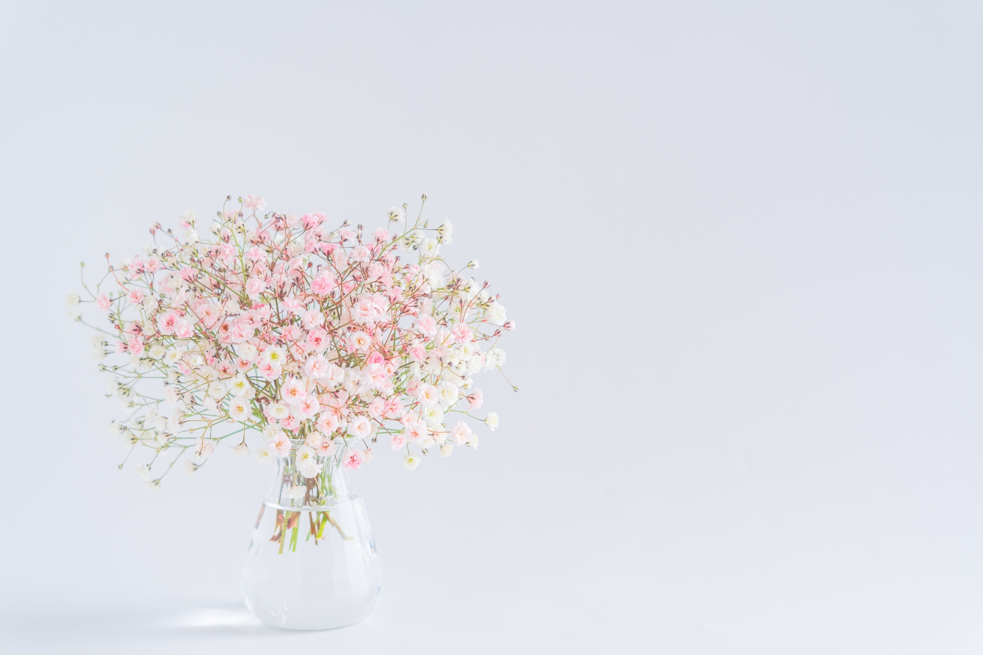 プロポーズのプレゼントとして人気のかすみ草