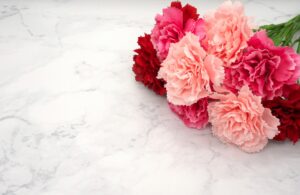 プロポーズのプレゼントとして人気の赤、ピンク、サーモンピンクのカーネーション