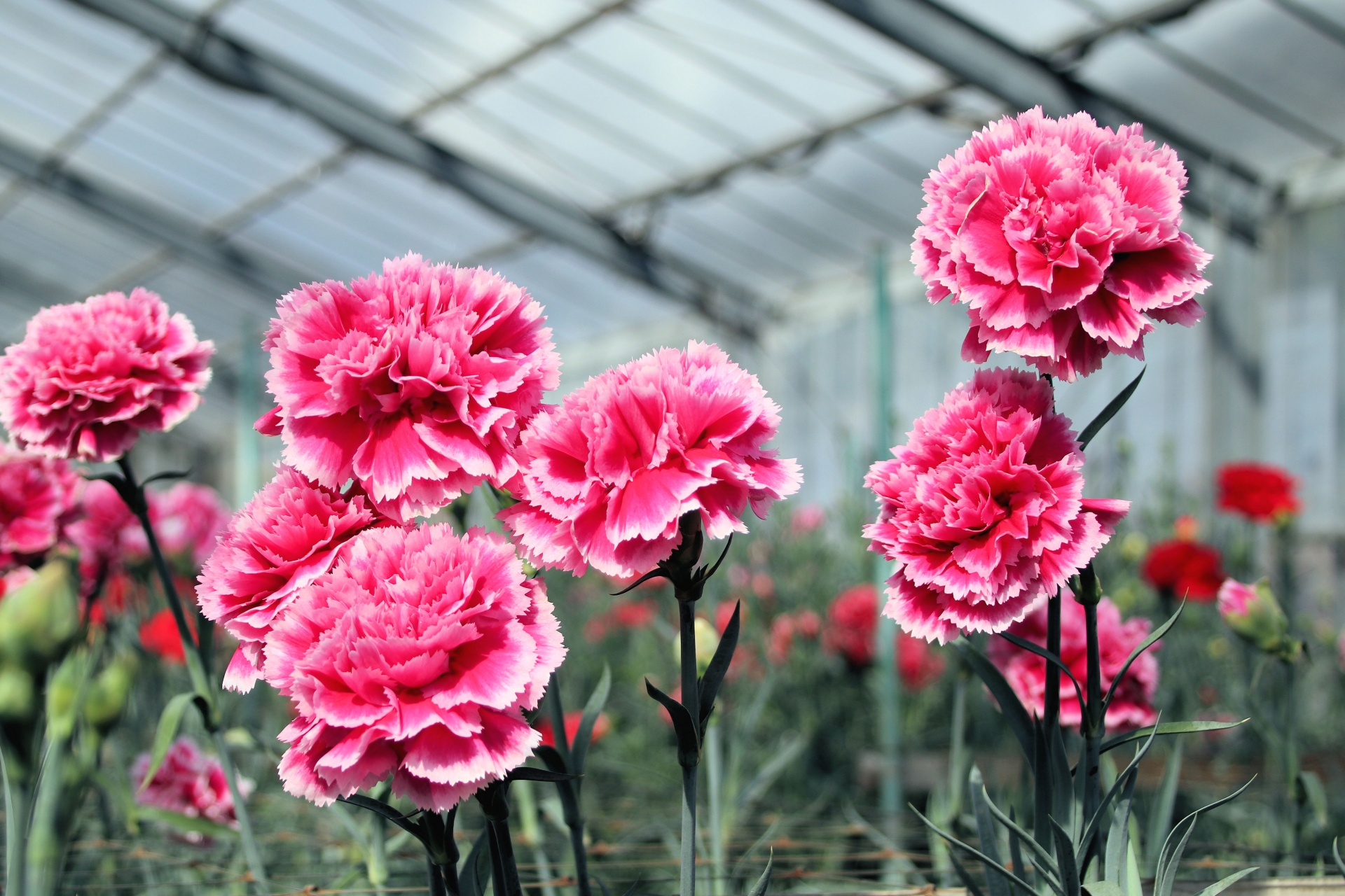 プロポーズのプレゼントとして人気の濃いピンクのカーネーション