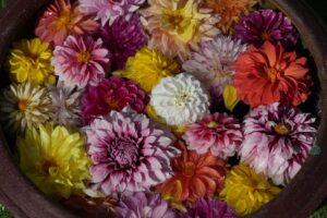 紫や白、オレンジ、黄色などの色とりどりのダリアの花束