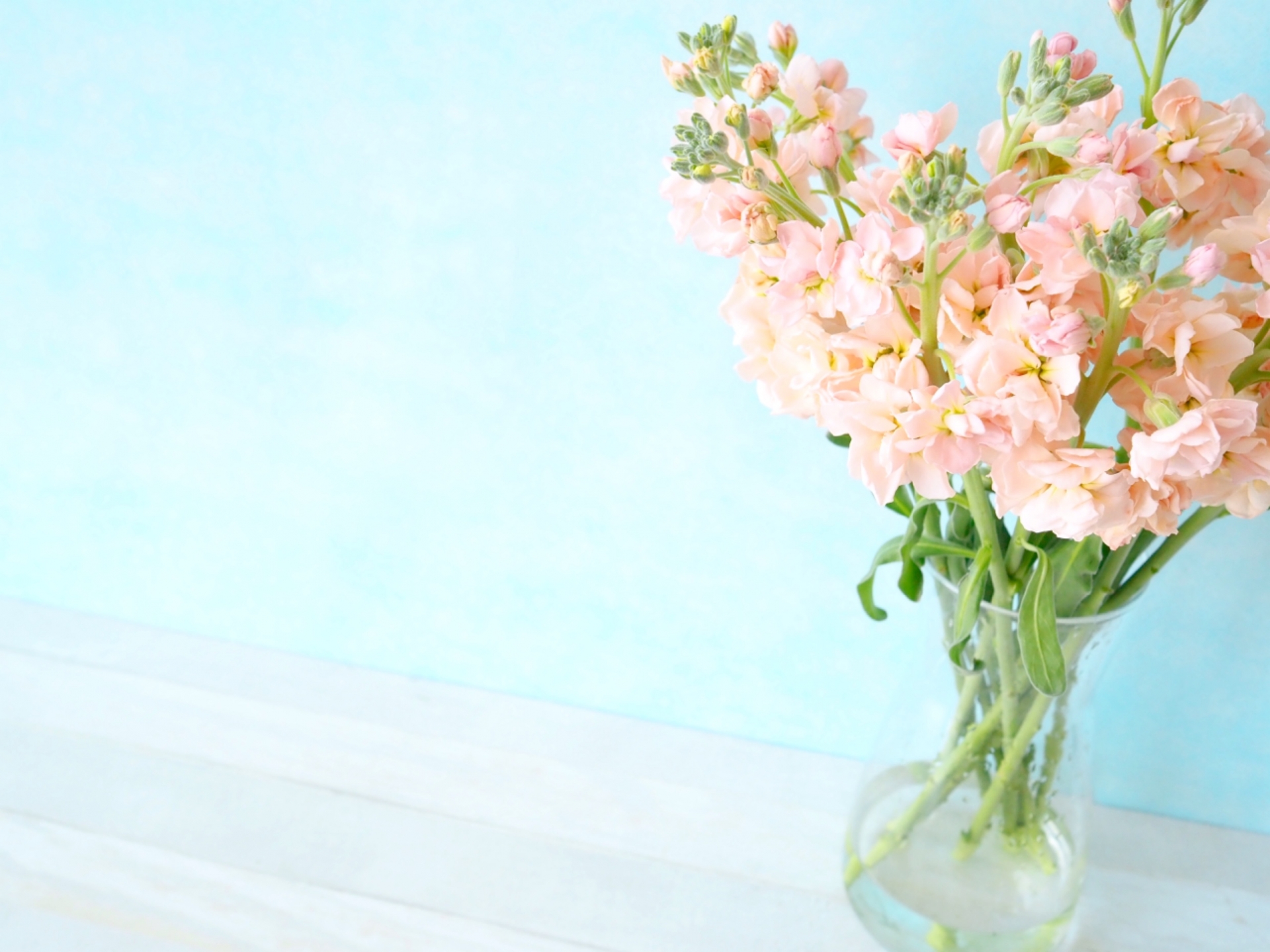 プロポーズに人気の淡いピンクのストック