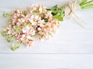 「永遠の美」「愛情の絆」という花言葉を持つストック