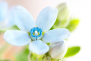 「幸福な愛」「信じ合う心」などの花言葉を持つブルースター