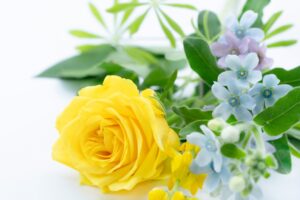 プロポーズのプレゼントに最適な黄色いバラと青いブルースターの花束