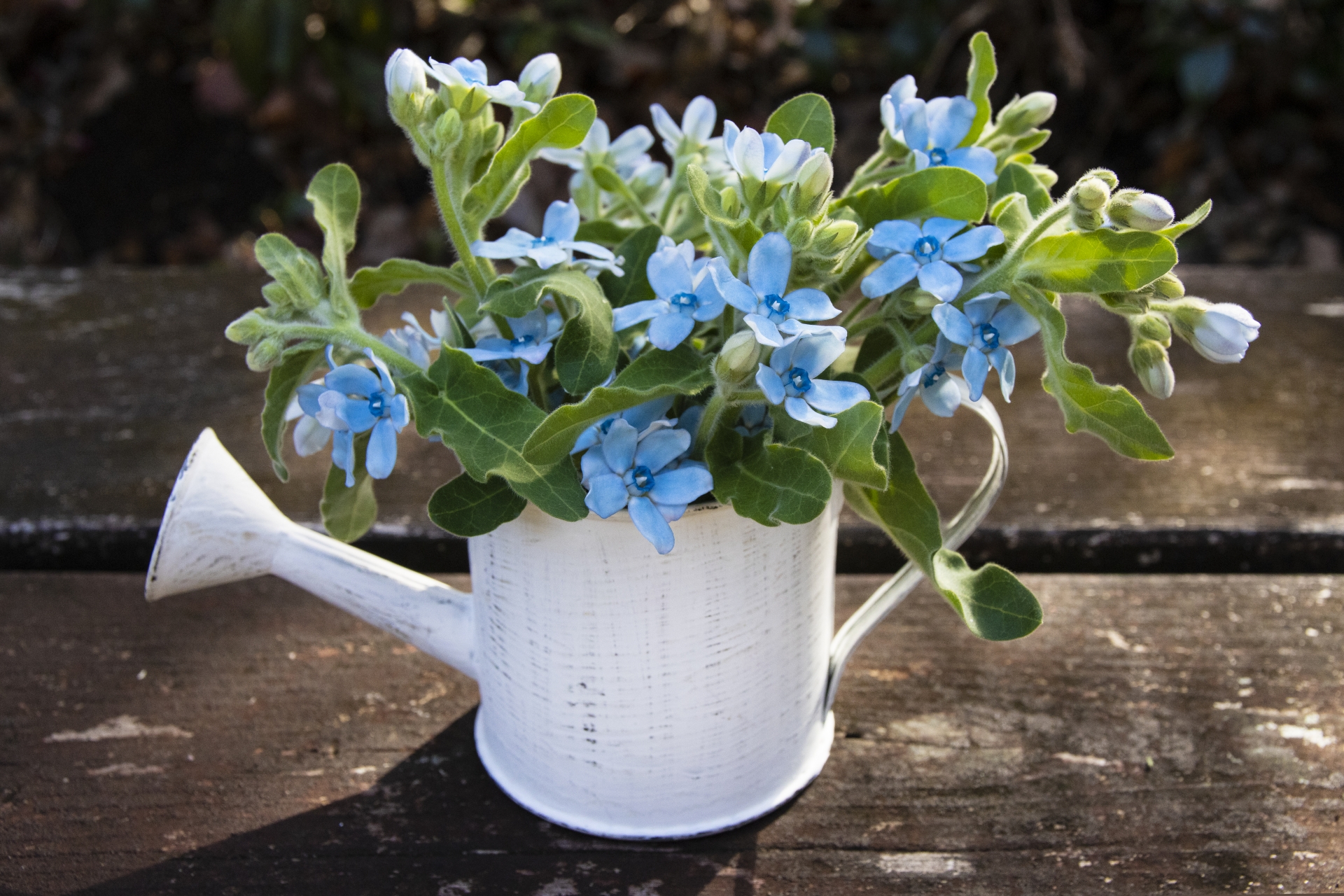 プロポーズのプレゼントに最適な青いブルースター