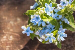 プロポーズのプレゼントに最適な青いブルースター