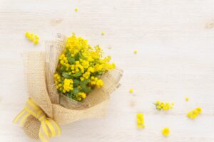 ミモザは国際的に“愛と感謝”を伝える花とされ、プロポーズのプレゼントにも最適